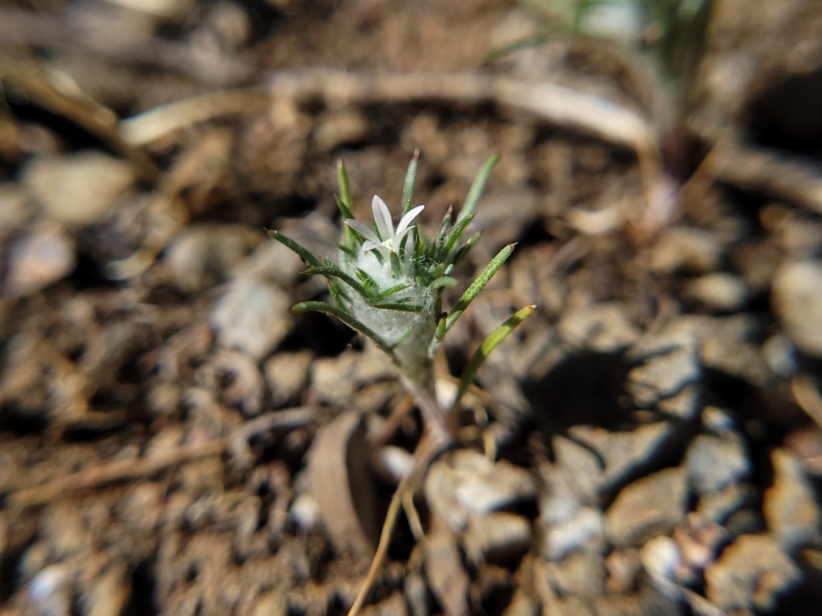 Eriastrum abramsii