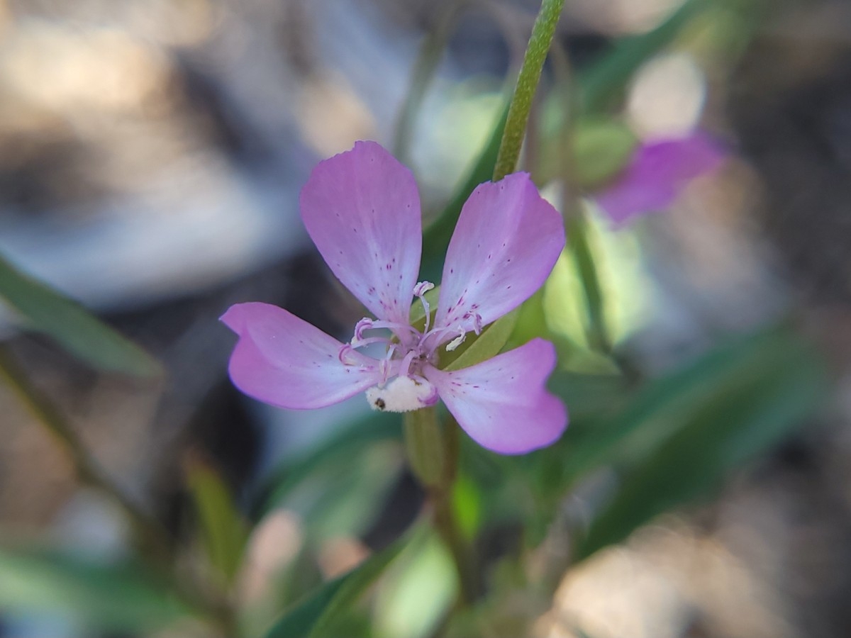 Clarkia modesta