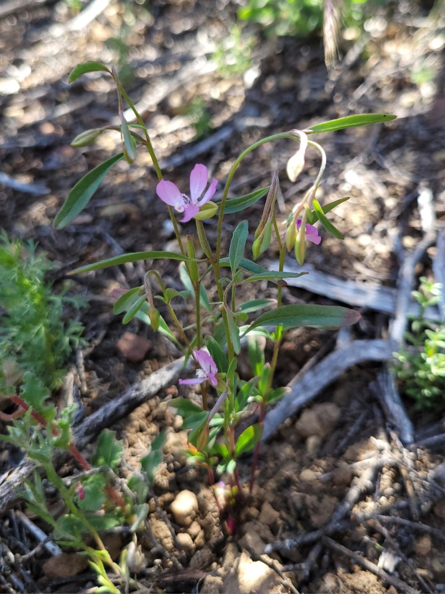 Clarkia modesta