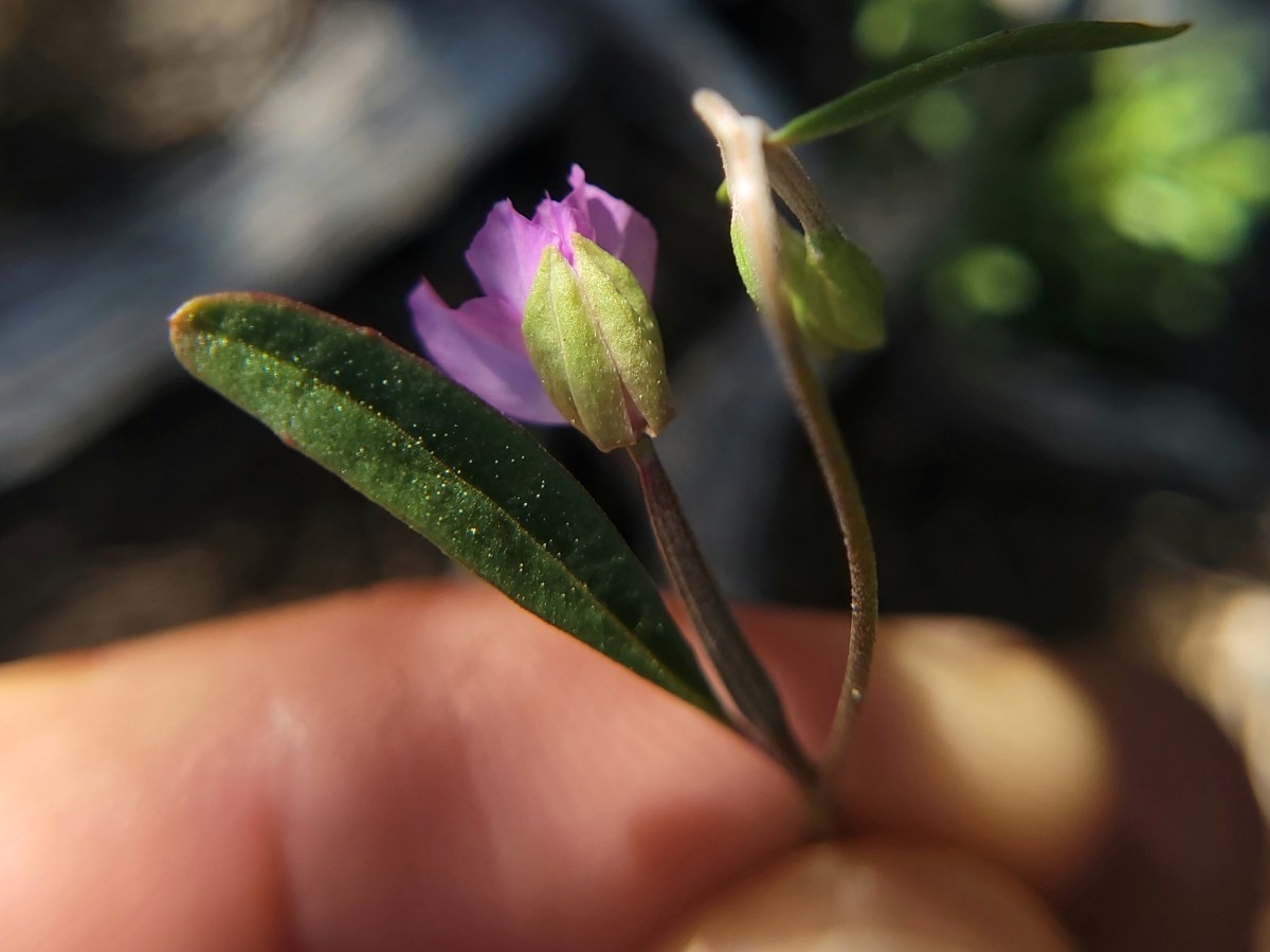 Clarkia modesta