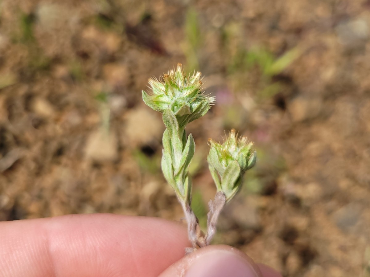 Filago pyramidata var. pyramidata