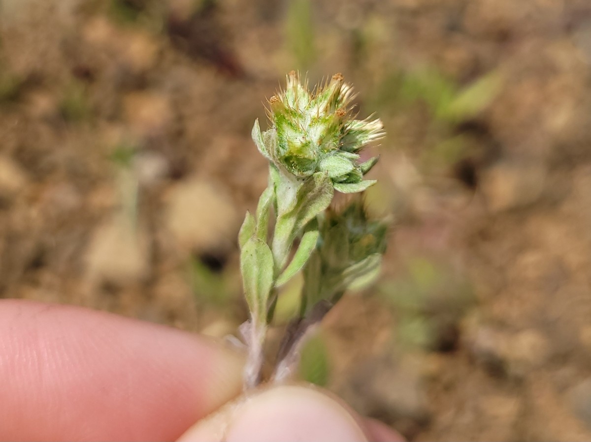 Filago pyramidata var. pyramidata