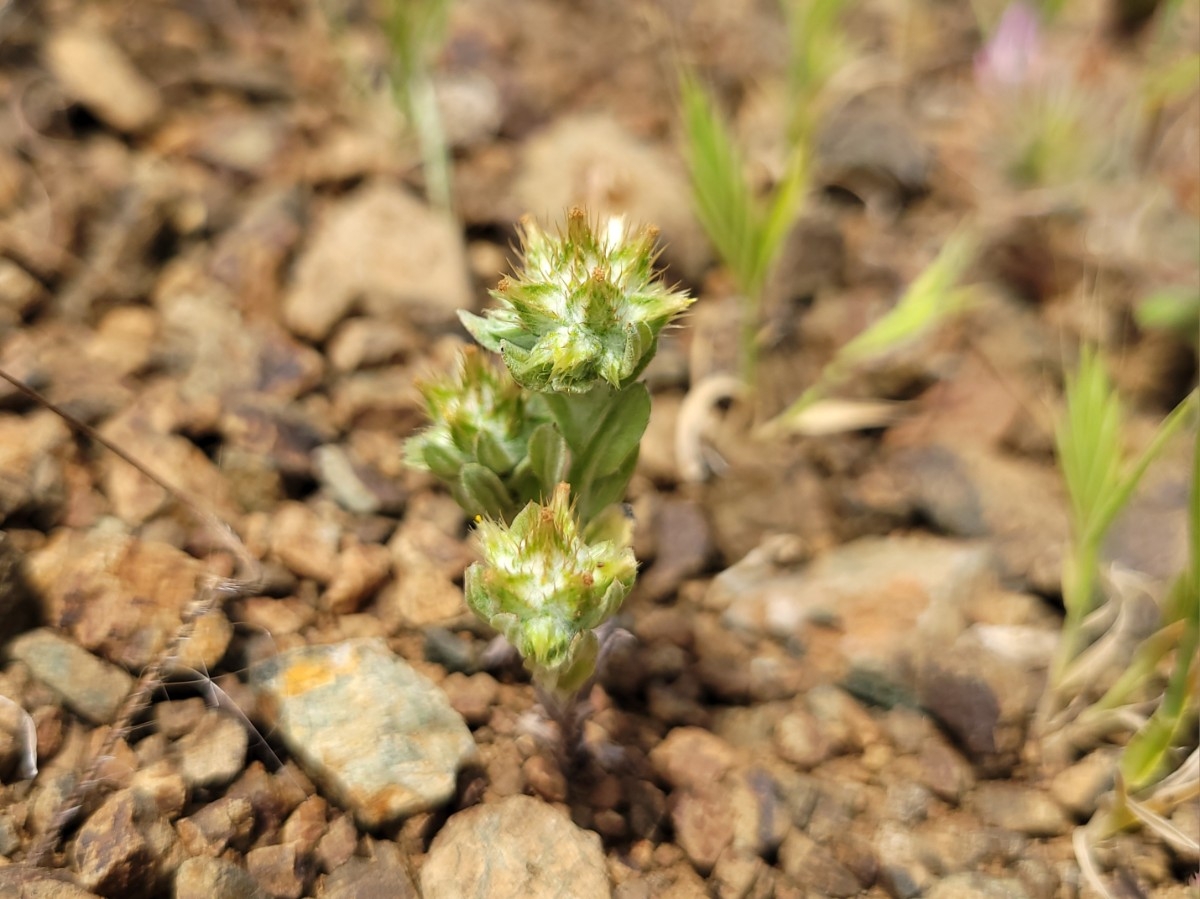 Filago pyramidata var. pyramidata