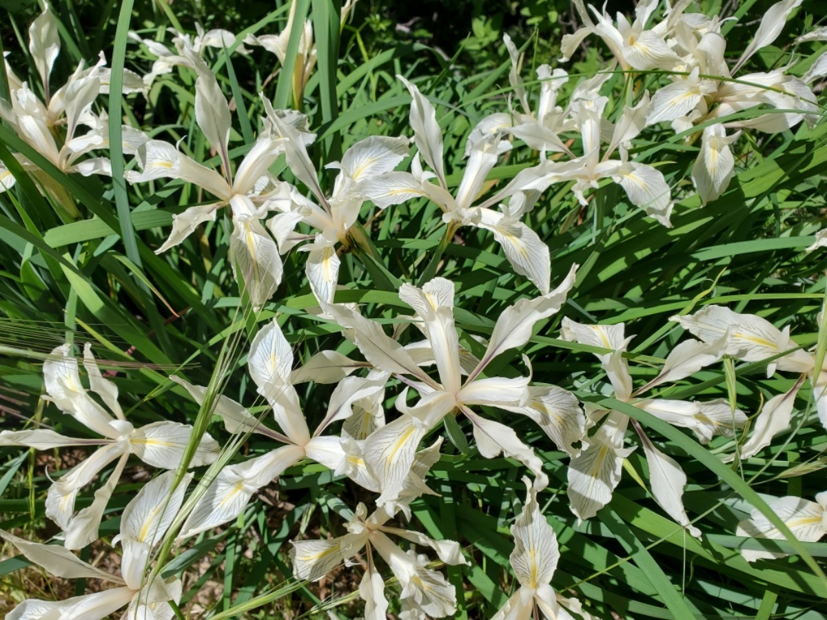 Iris fernaldii