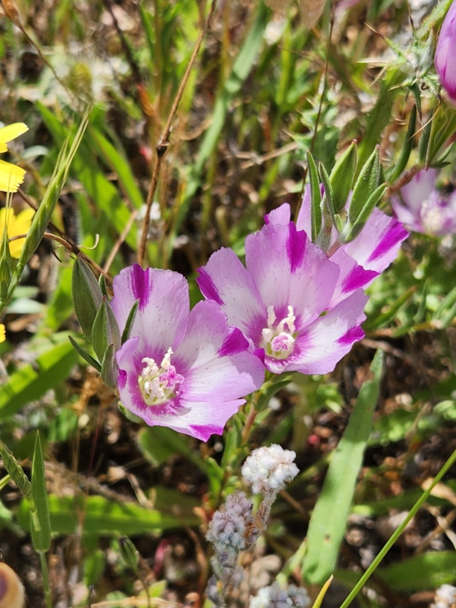 Clarkia purpurea ssp. viminea