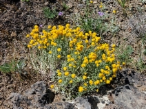 Eriophyllum confertiflorum var. confertiflorum