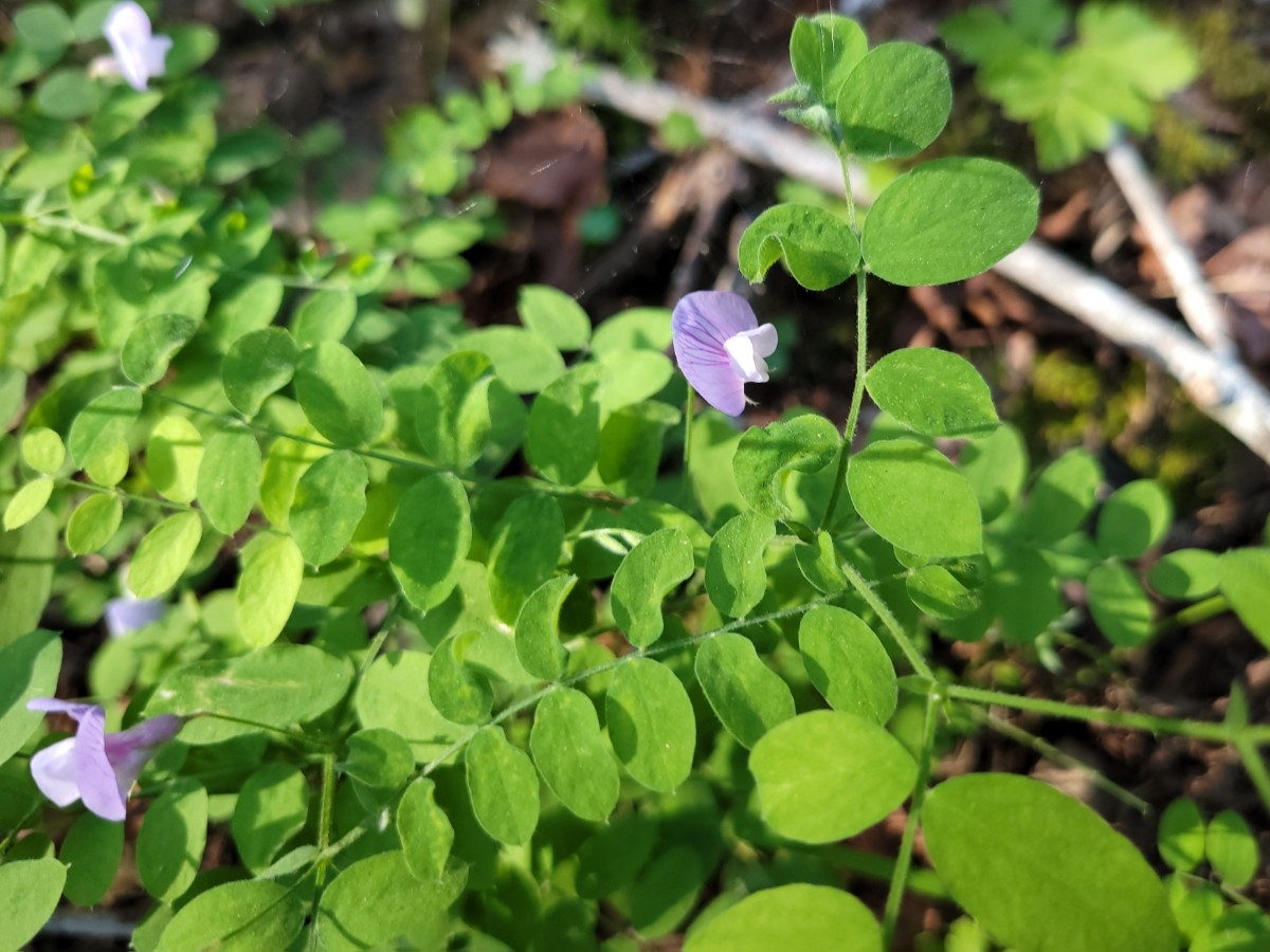 Lathyrus torreyi