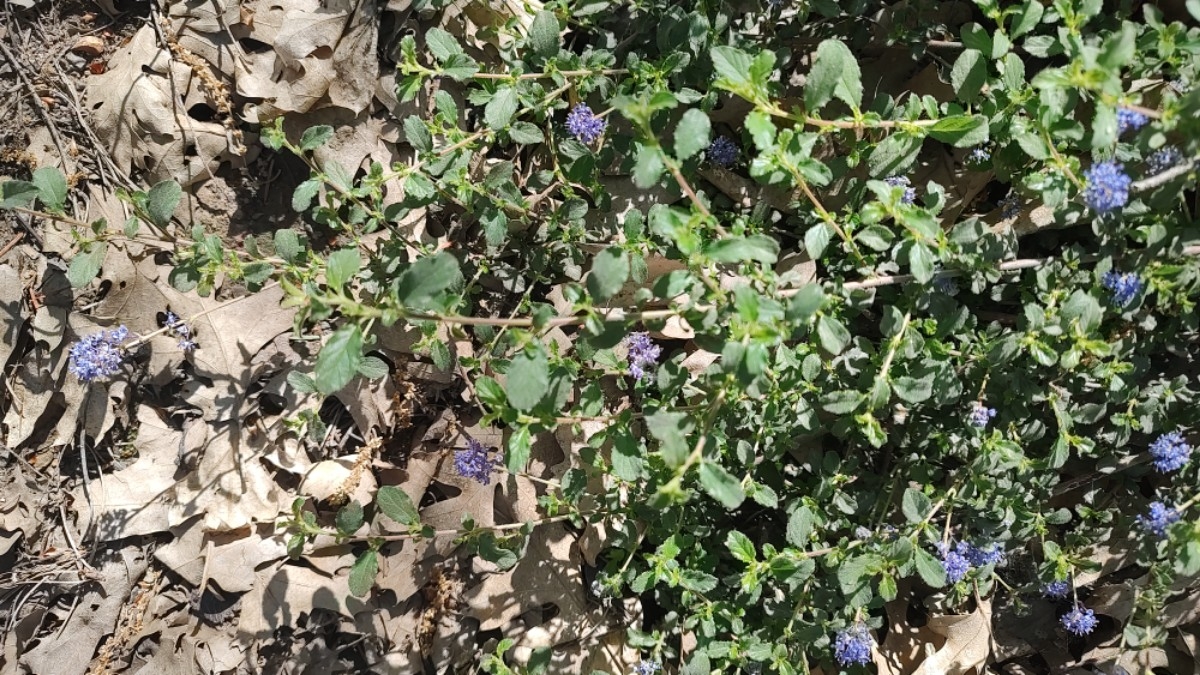 Ceanothus diversifolius