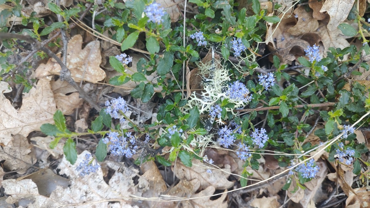 Ceanothus diversifolius