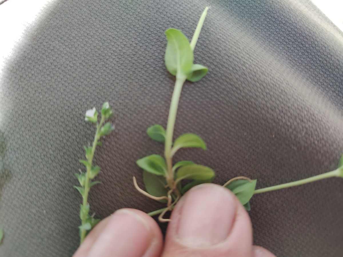 Veronica serpyllifolia ssp. humifusa