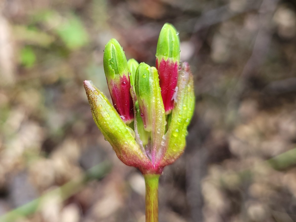 Dichelostemma ida-maia