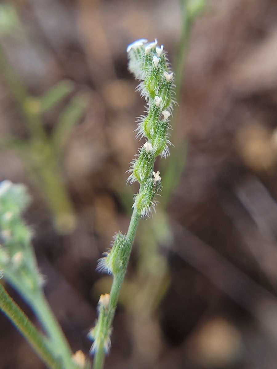 Cryptantha flaccida