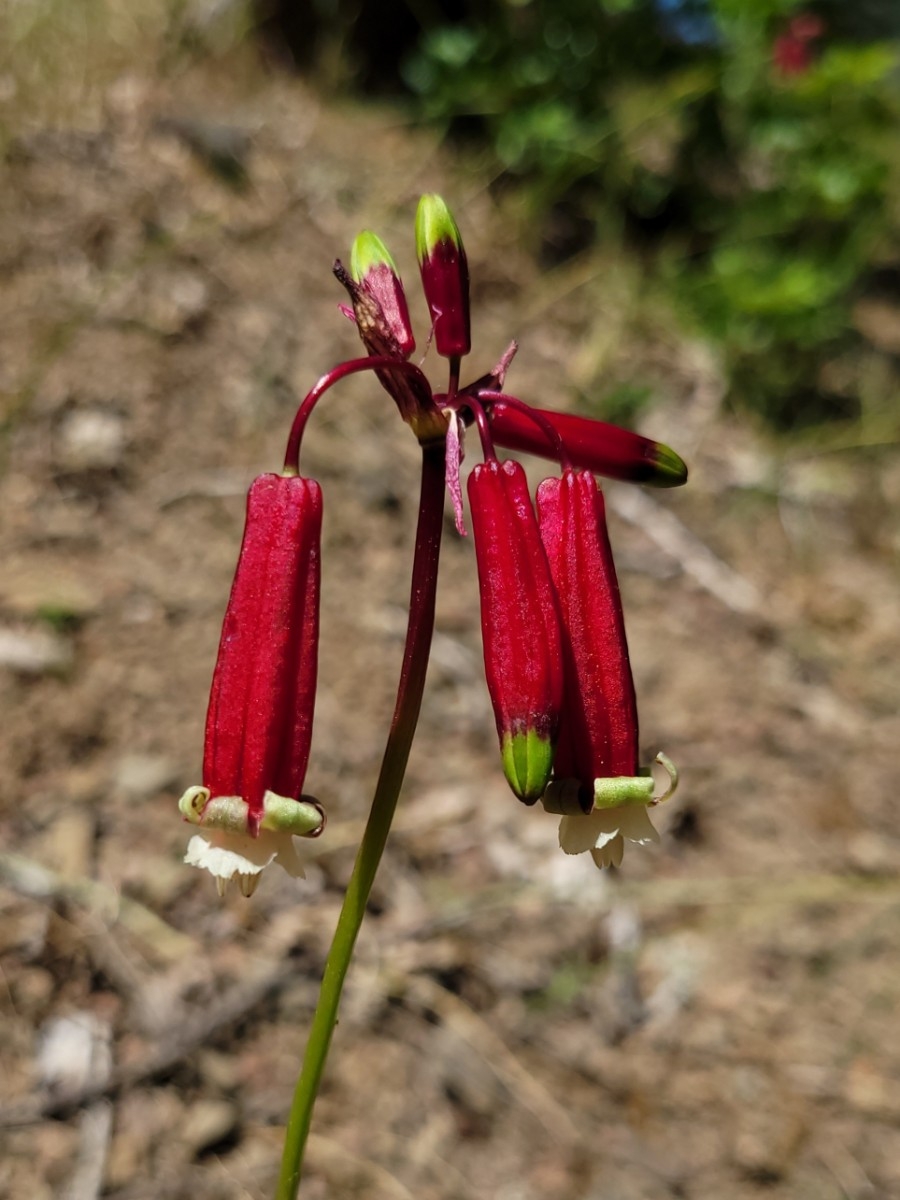 Dichelostemma ida-maia