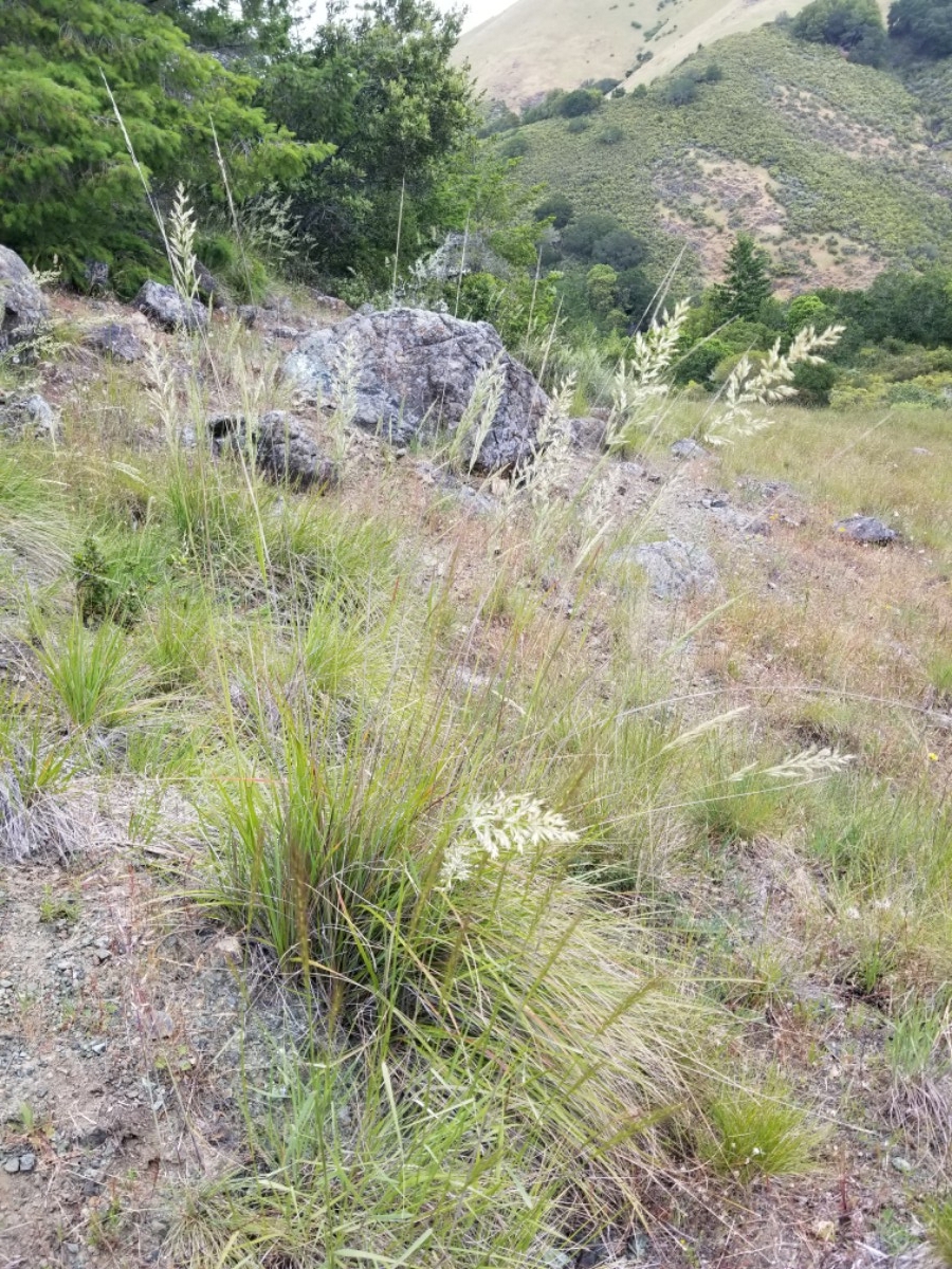 Calamagrostis ophitidis