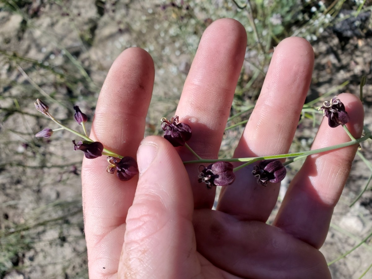 Caulanthus amplexicaulis