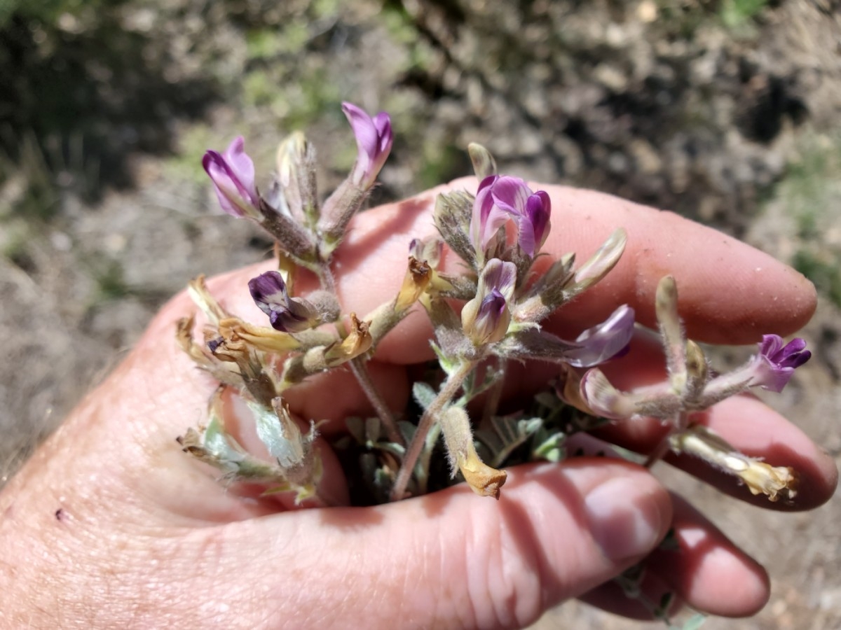 Astragalus leucolobus