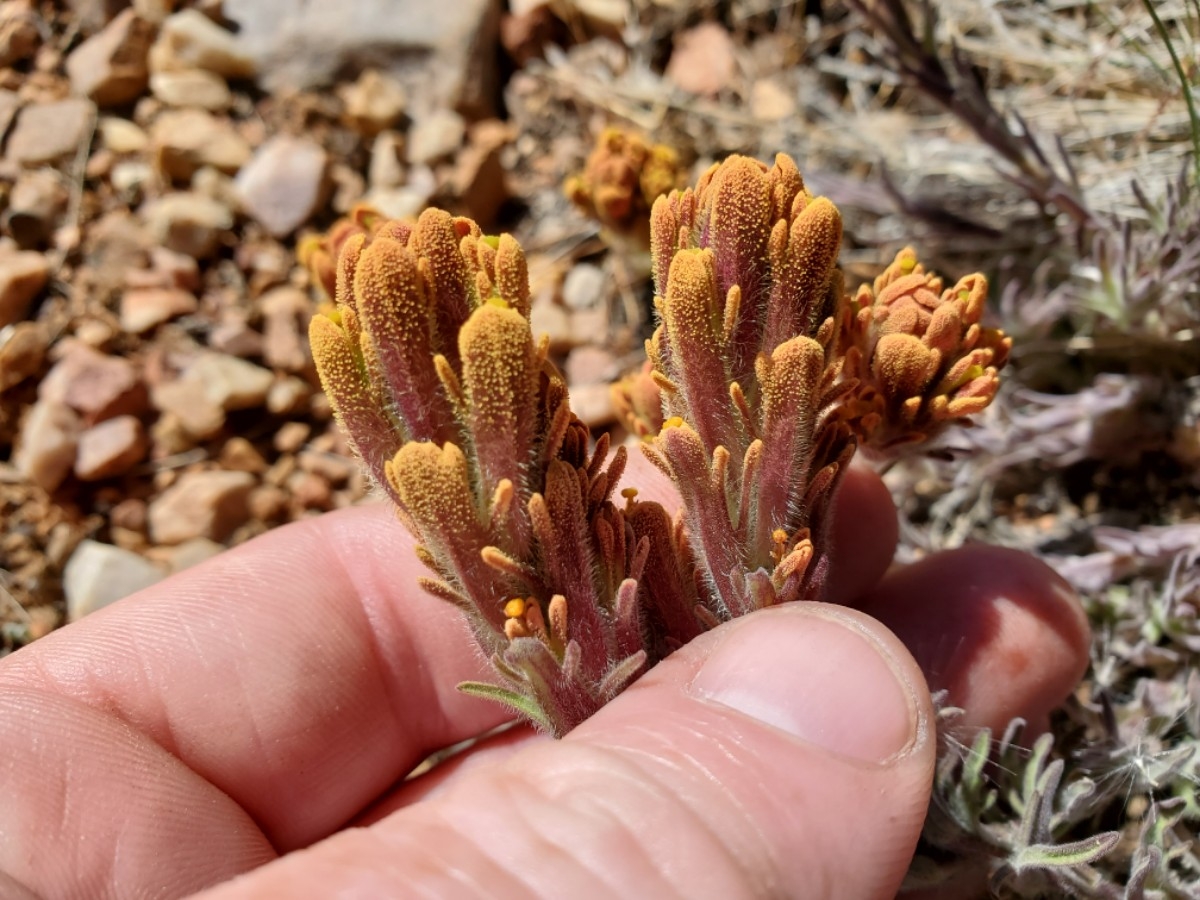 Castilleja cinerea