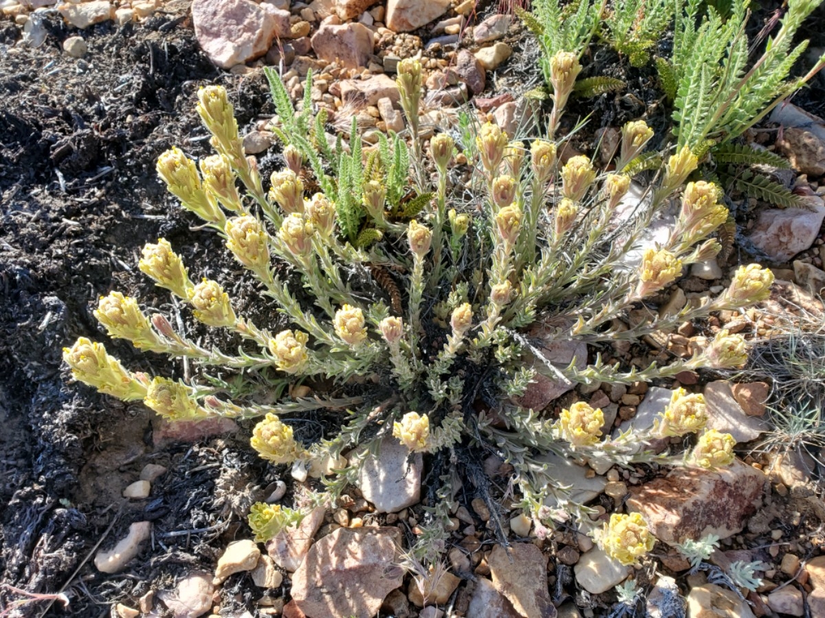 Castilleja cinerea