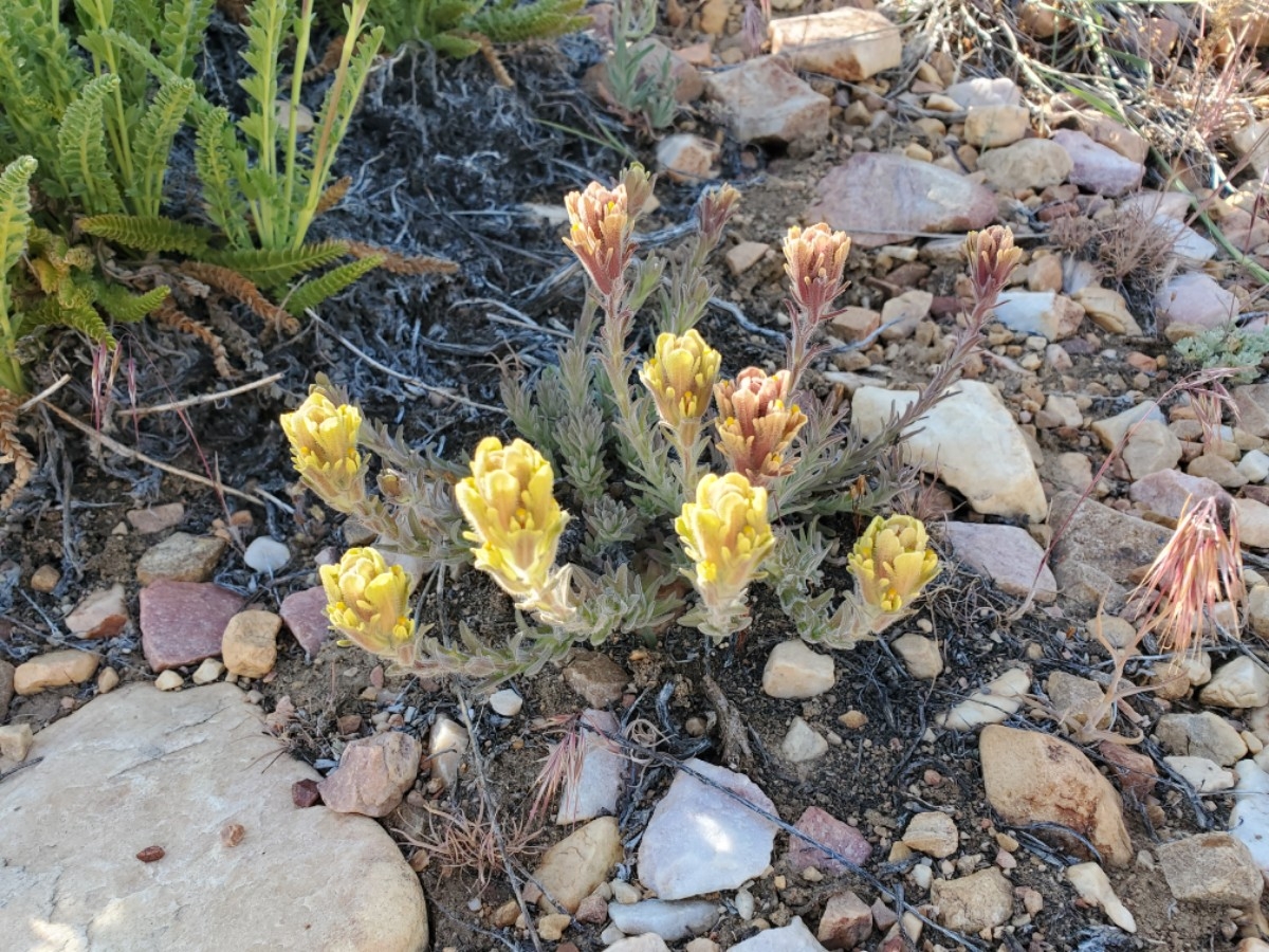 Castilleja cinerea