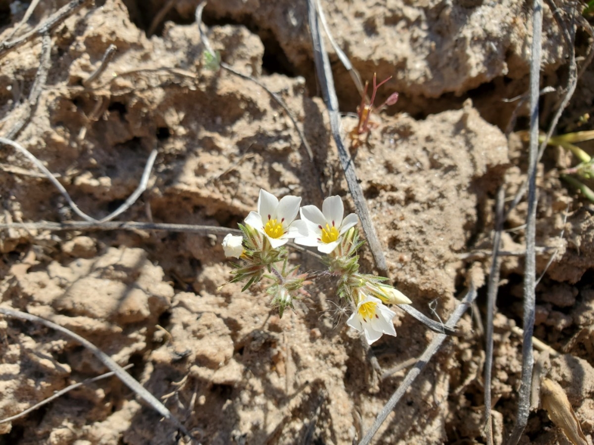 Linanthus killipii