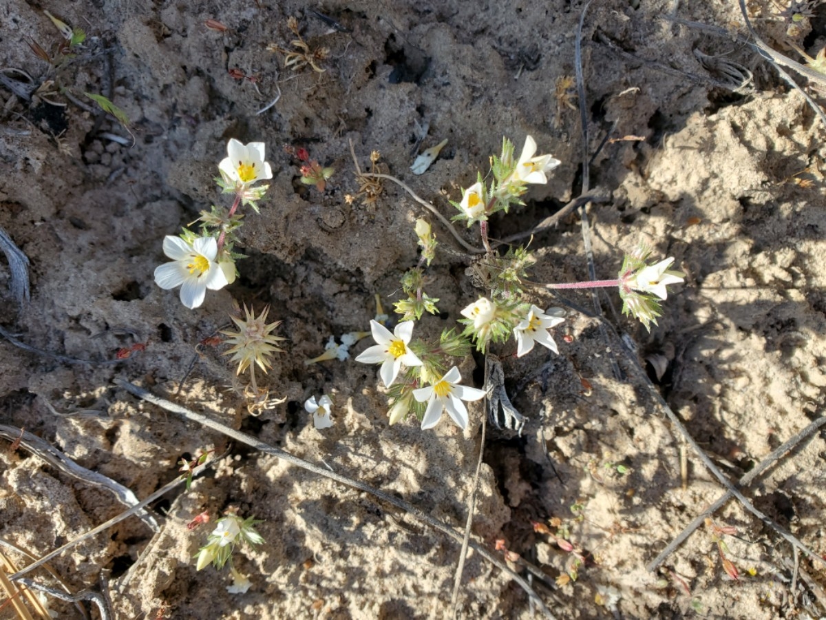 Linanthus killipii