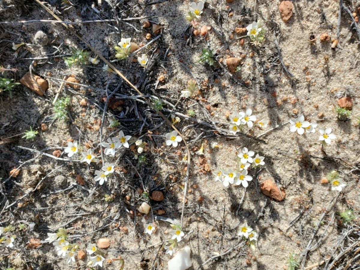 Linanthus killipii