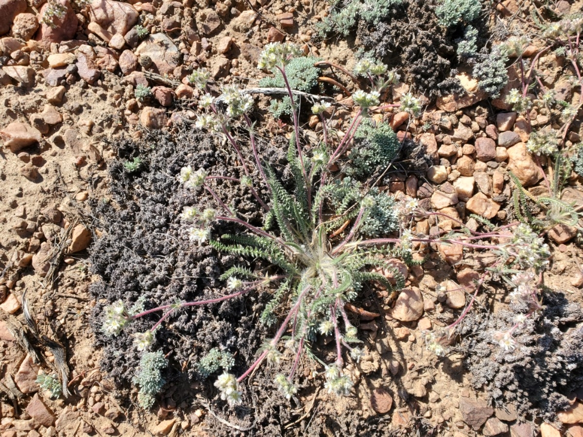 Ivesia argyrocoma var. argyrocoma