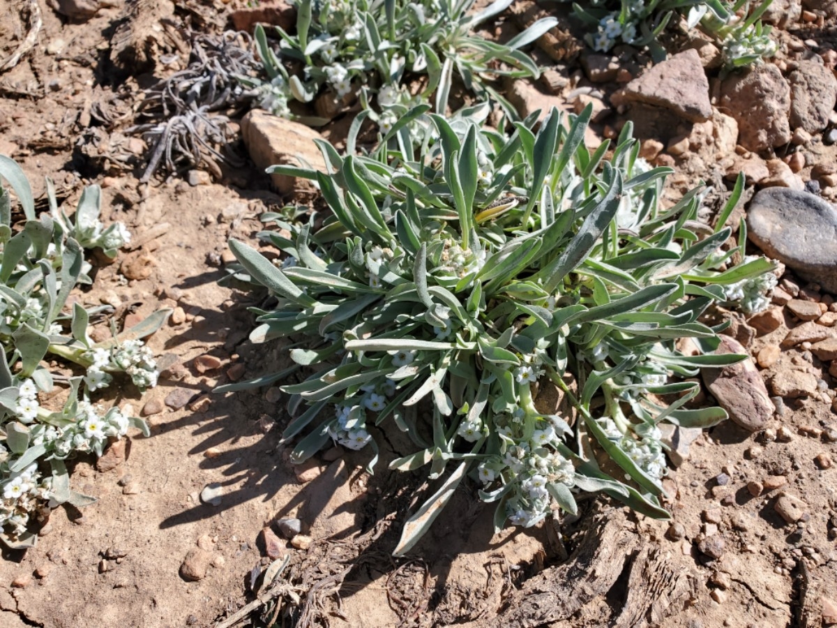 Oreocarya abortiva