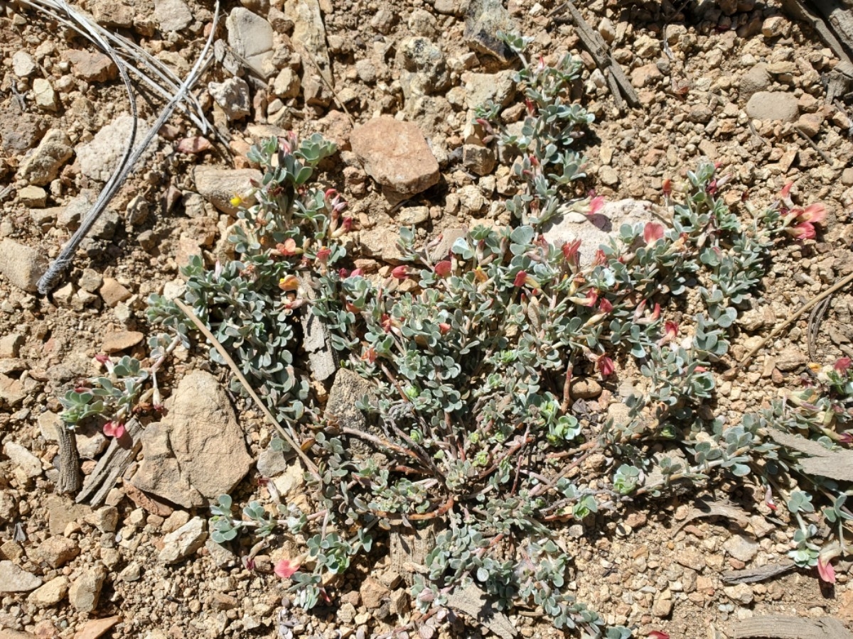 Acmispon decumbens var. davidsonii