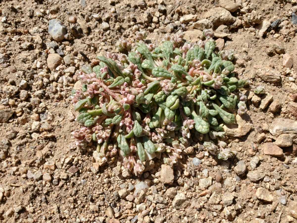 Calyptridium parryi var. parryi