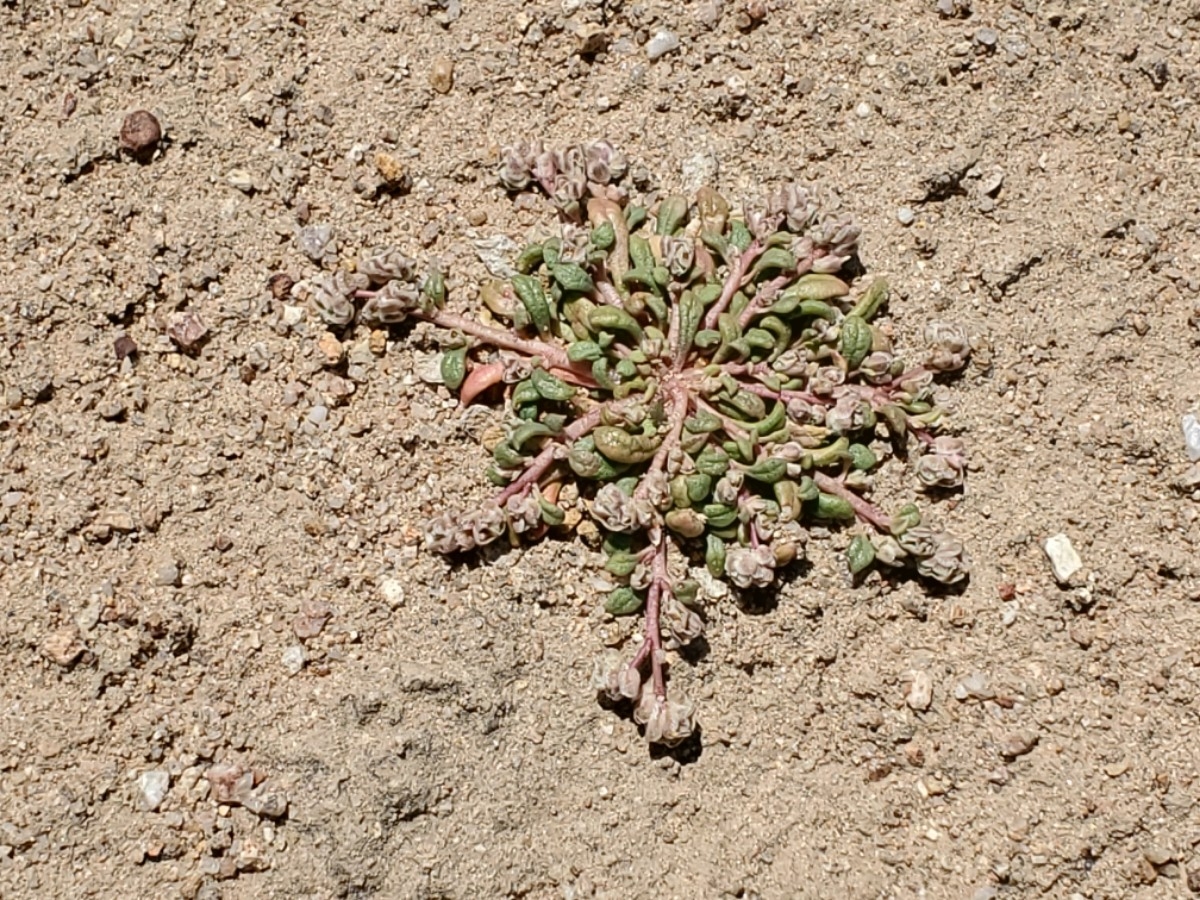 Calyptridium parryi var. parryi