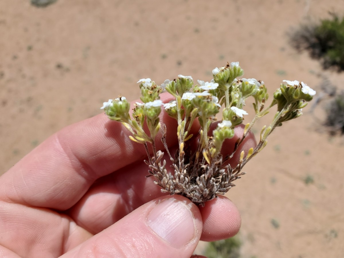 Eremocarya lepida