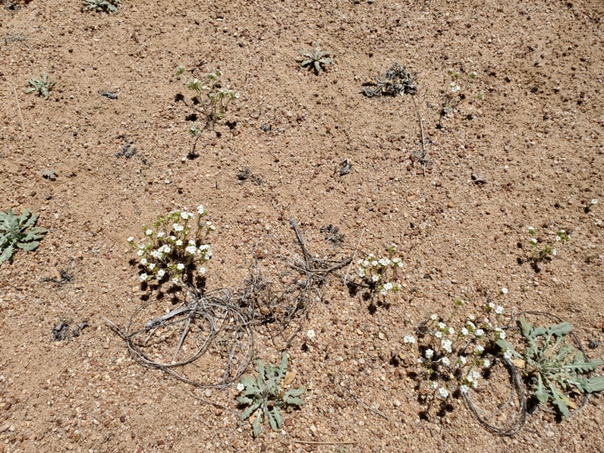 Eremocarya lepida