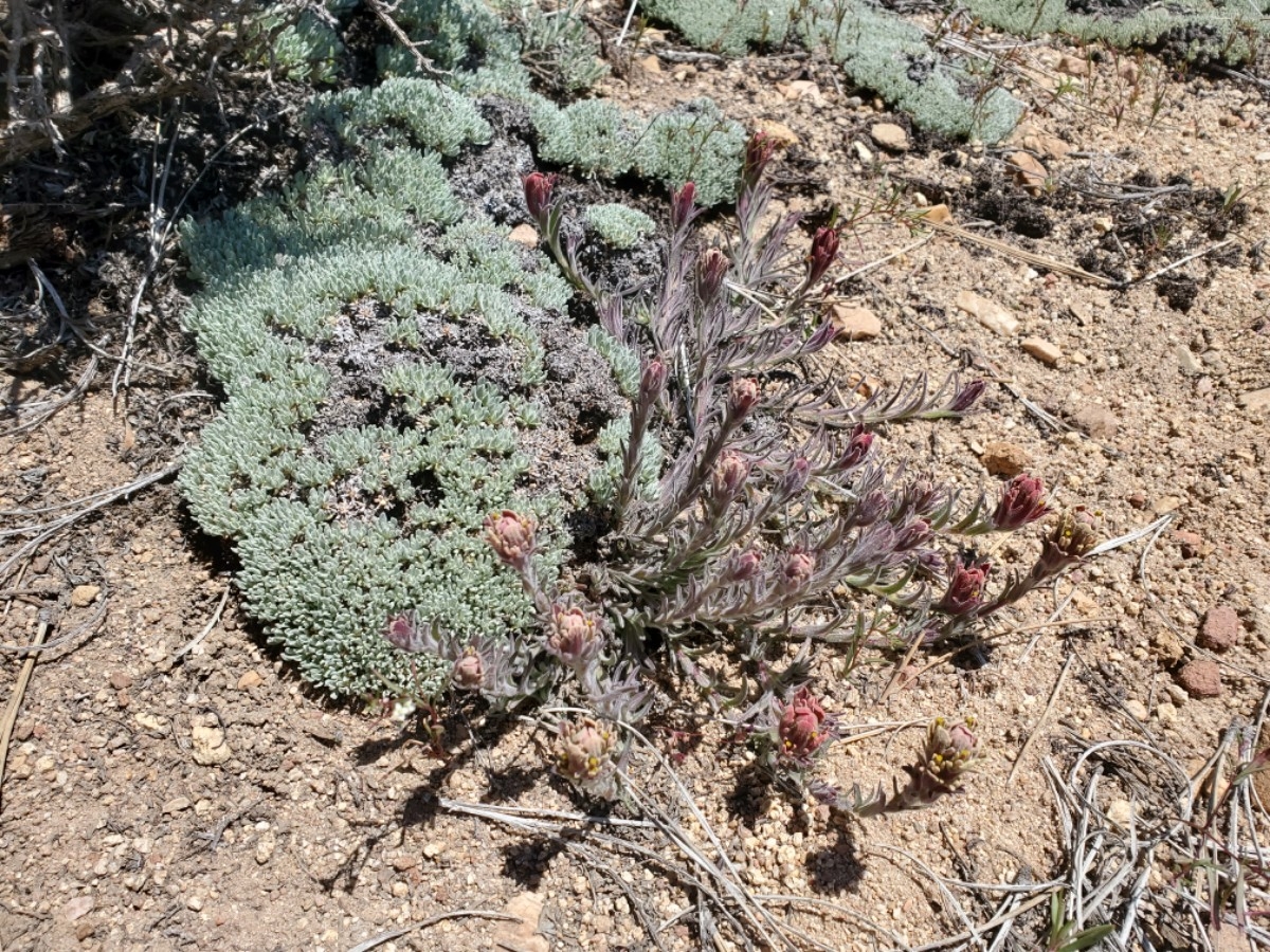 Castilleja cinerea