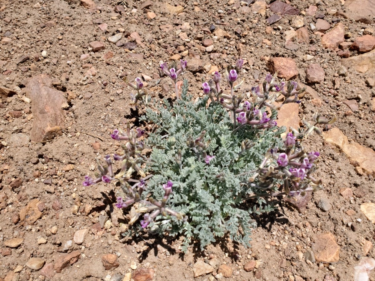 Astragalus leucolobus