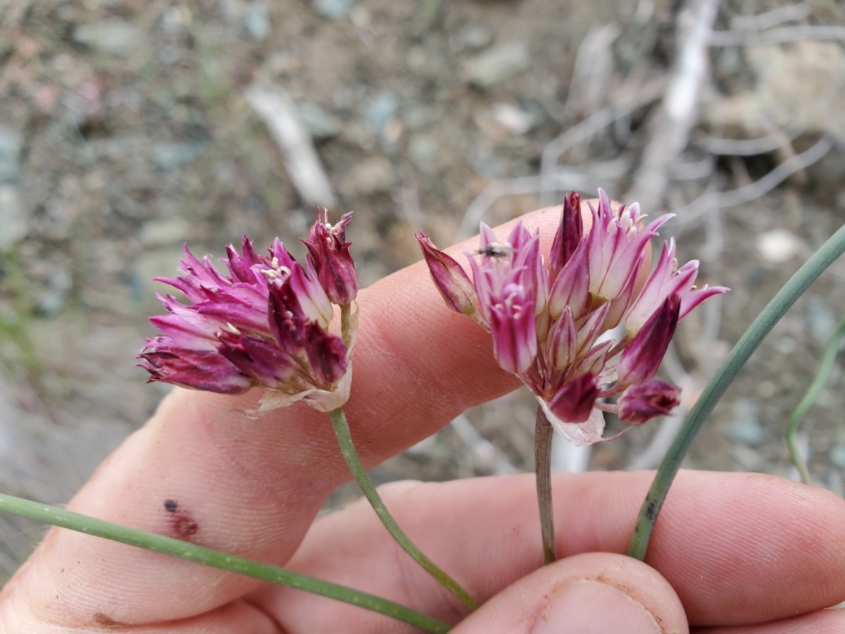 Allium diabolense