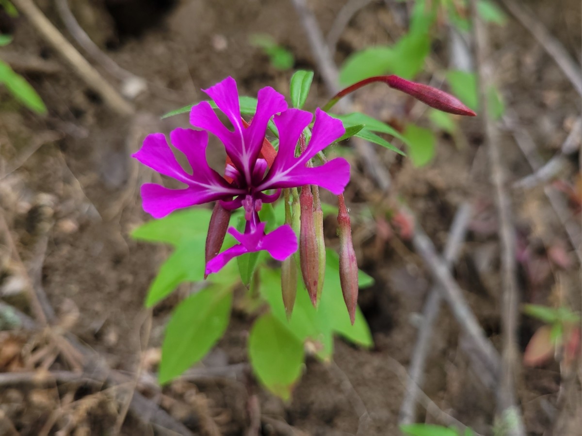 Clarkia concinna ssp. concinna