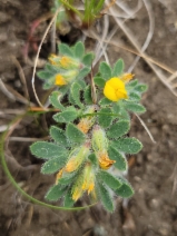 Acmispon brachycarpus