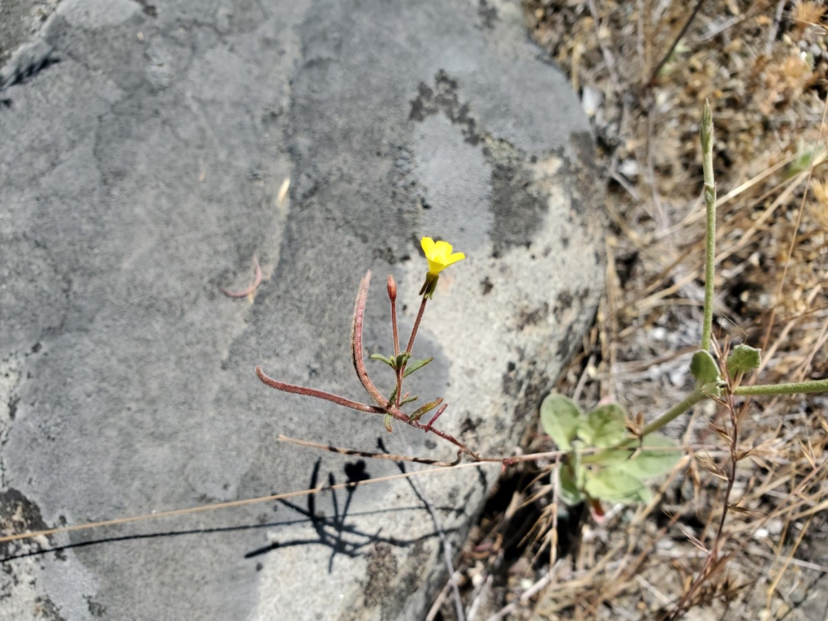 Camissonia benitensis