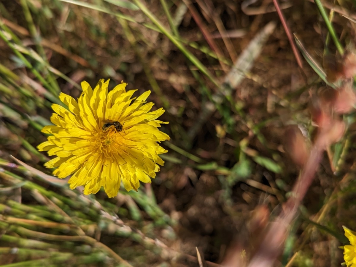 Microseris laciniata ssp. laciniata