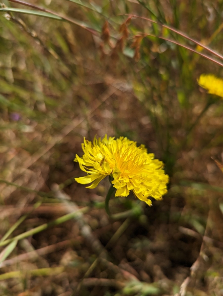 Microseris laciniata ssp. laciniata