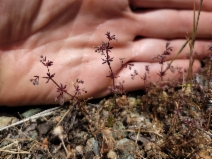 Galium parisiense