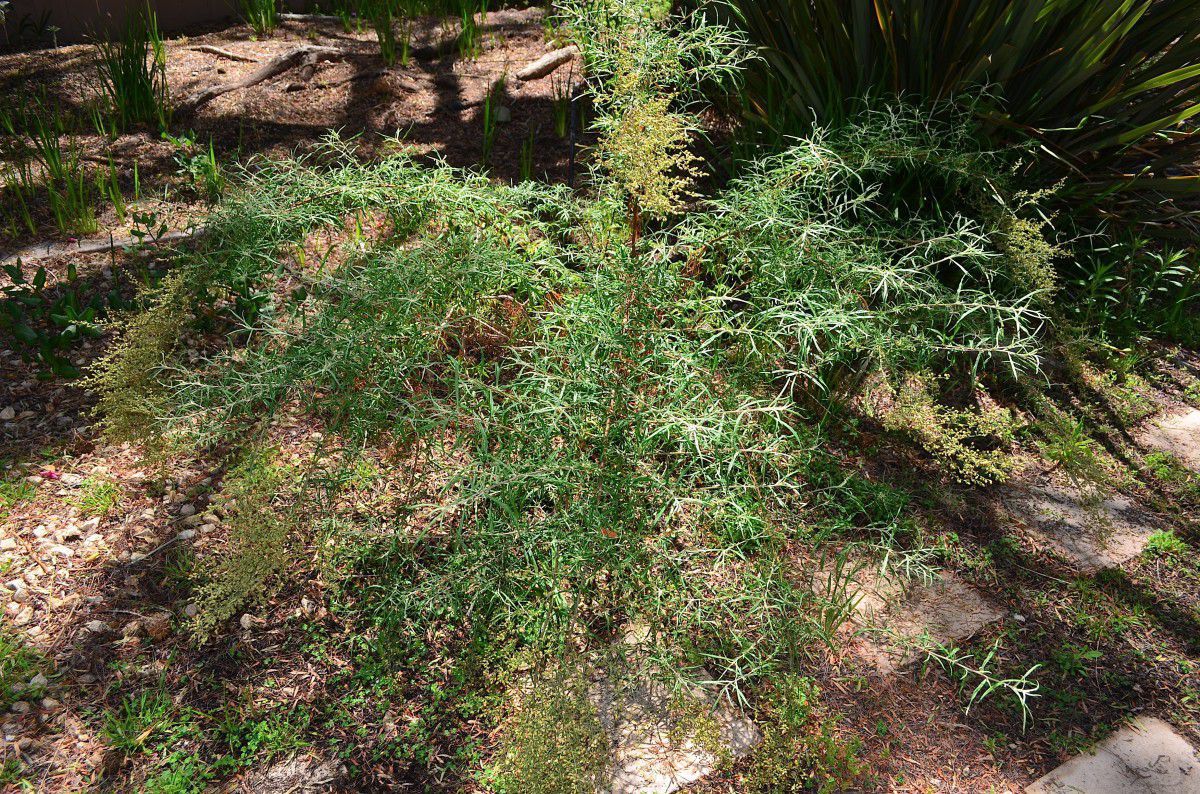 Artemisia palmeri