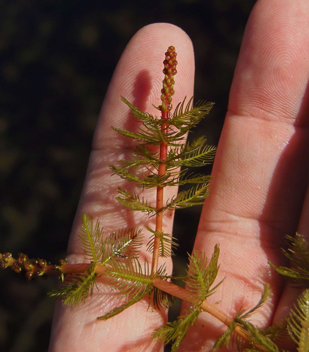 Myriophyllum spicatum