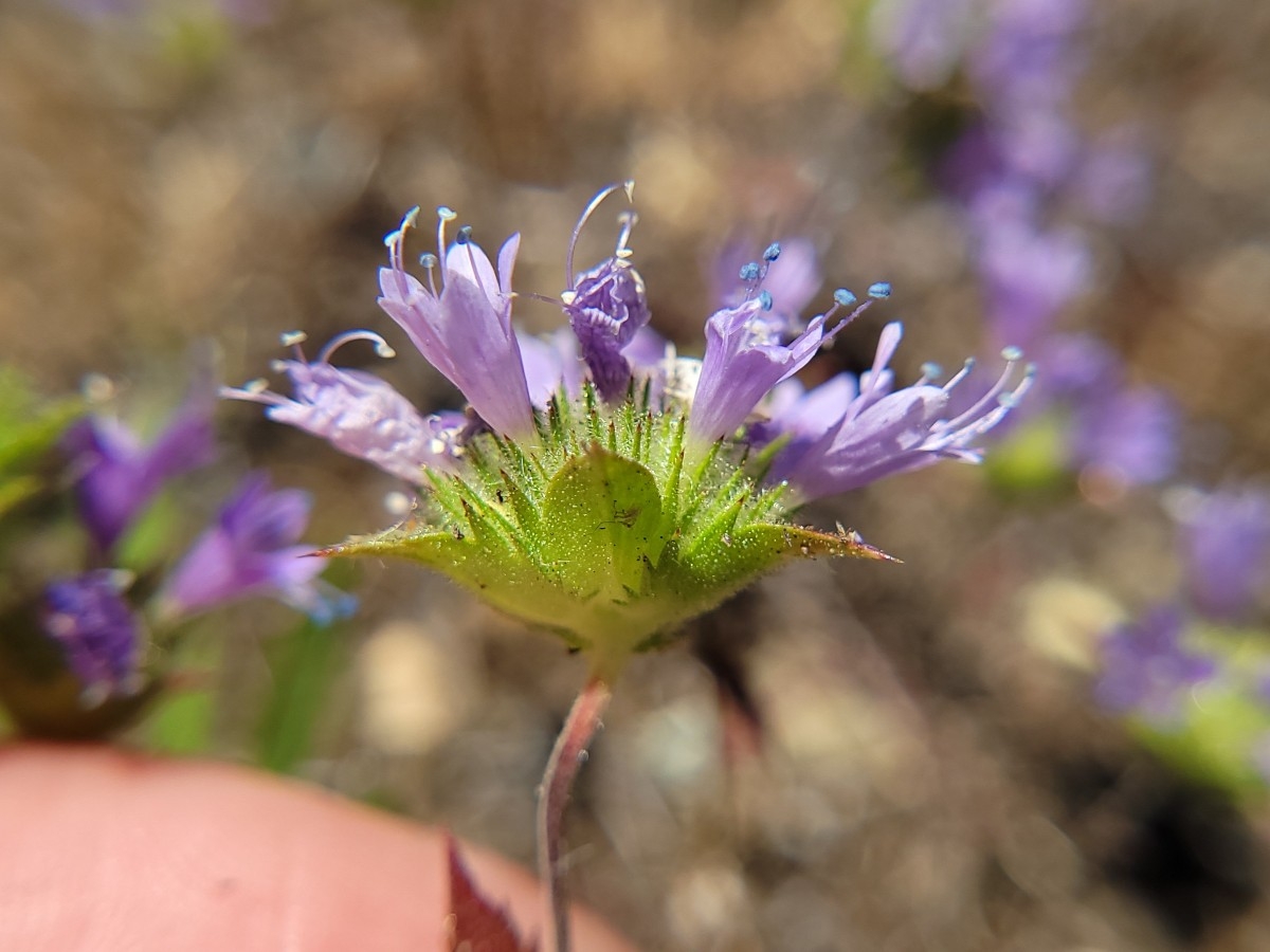 Navarretia heterodoxa