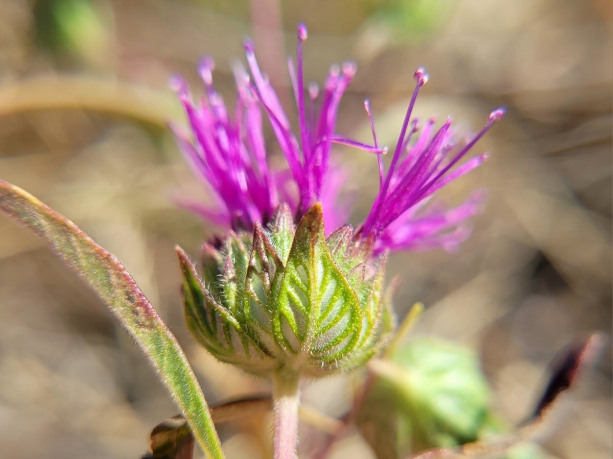 Monardella douglasii