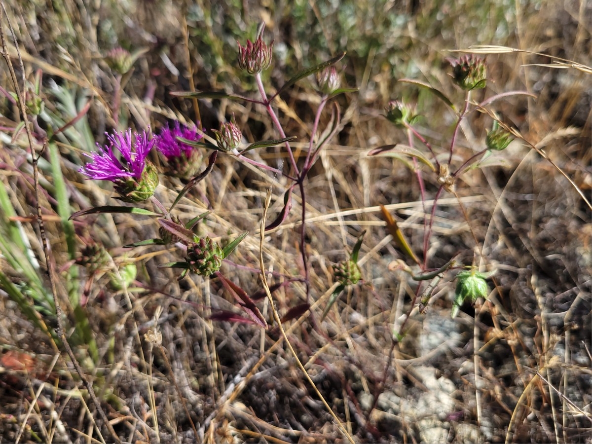 Monardella douglasii