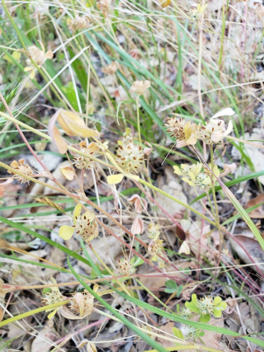 Trifolium striatum