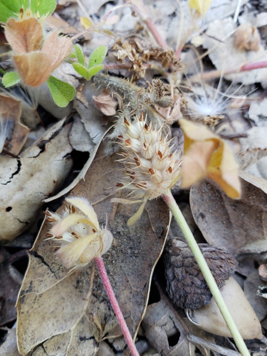 Trifolium striatum