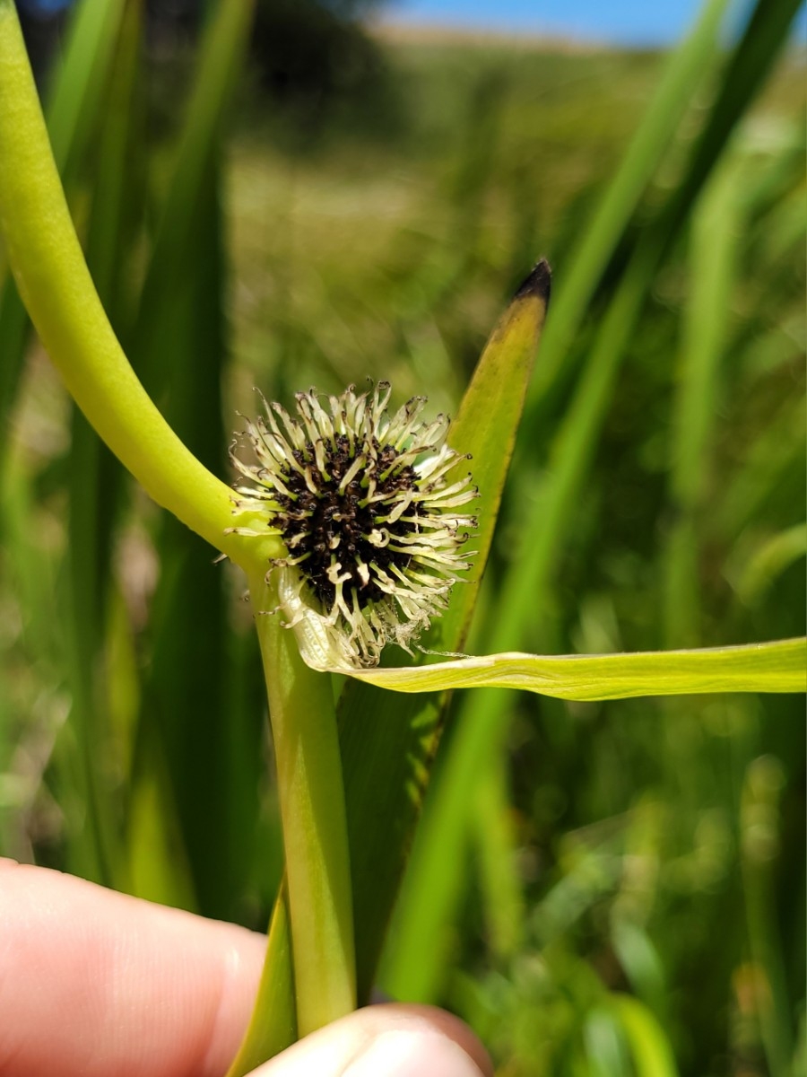 Sparganium eurycarpum